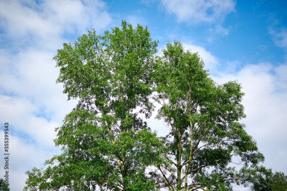Big green tree against the sky.