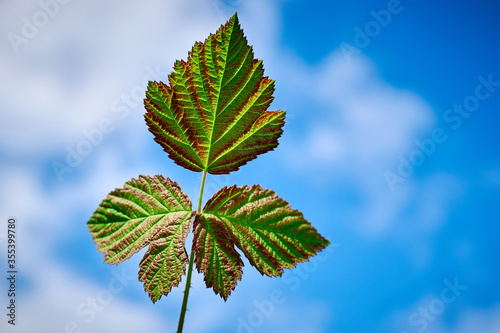 Green raspberry leaf against the sky.