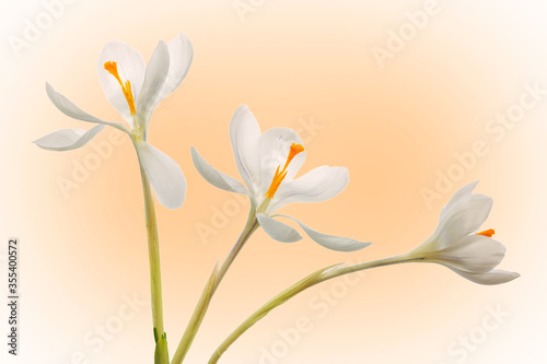 Three white and orange crocus, crocussus flower