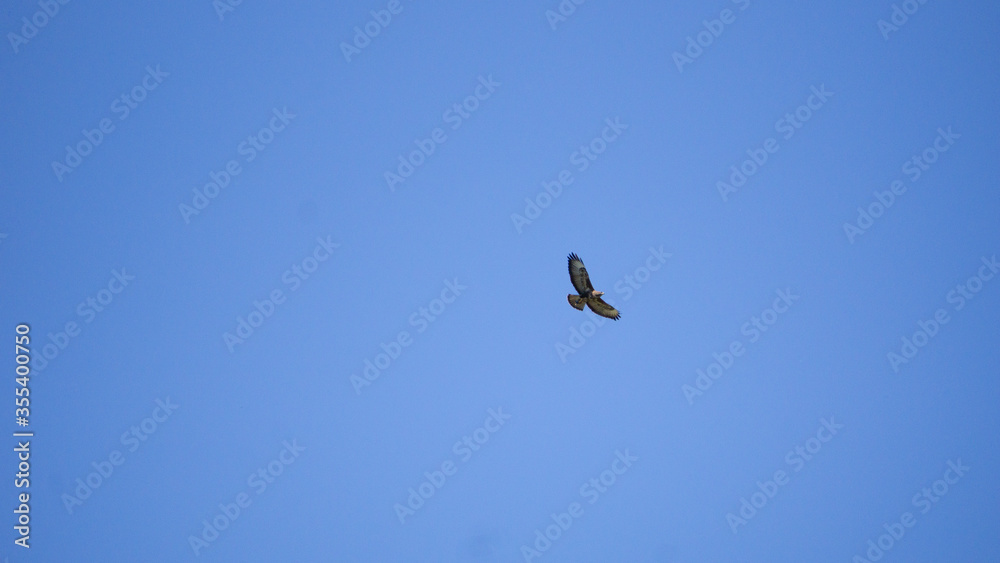 Mäusebussard auf Rundflug Mäusebussard auf Rundflug