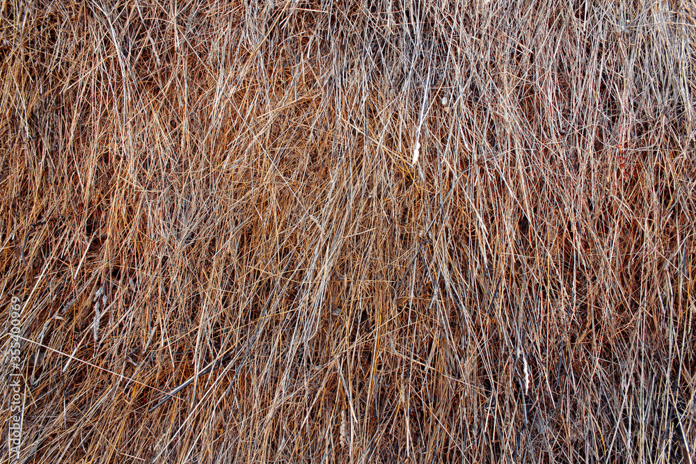 Fototapeta premium Texture of old grass. Dry grass on field.