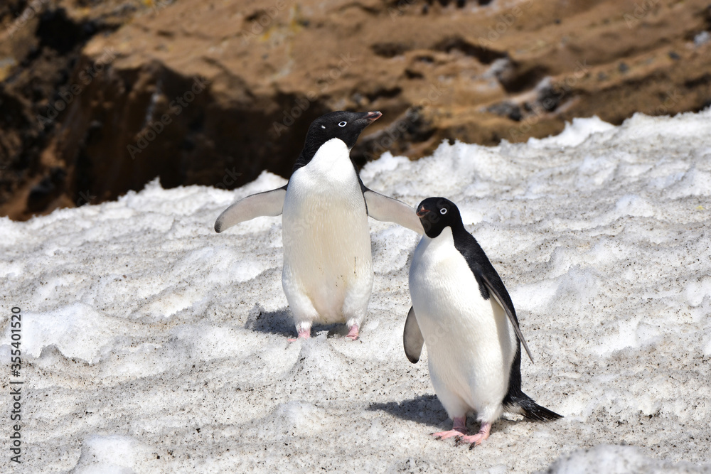 Obraz premium Adelie penguin at Brown Bluff, Antarctica