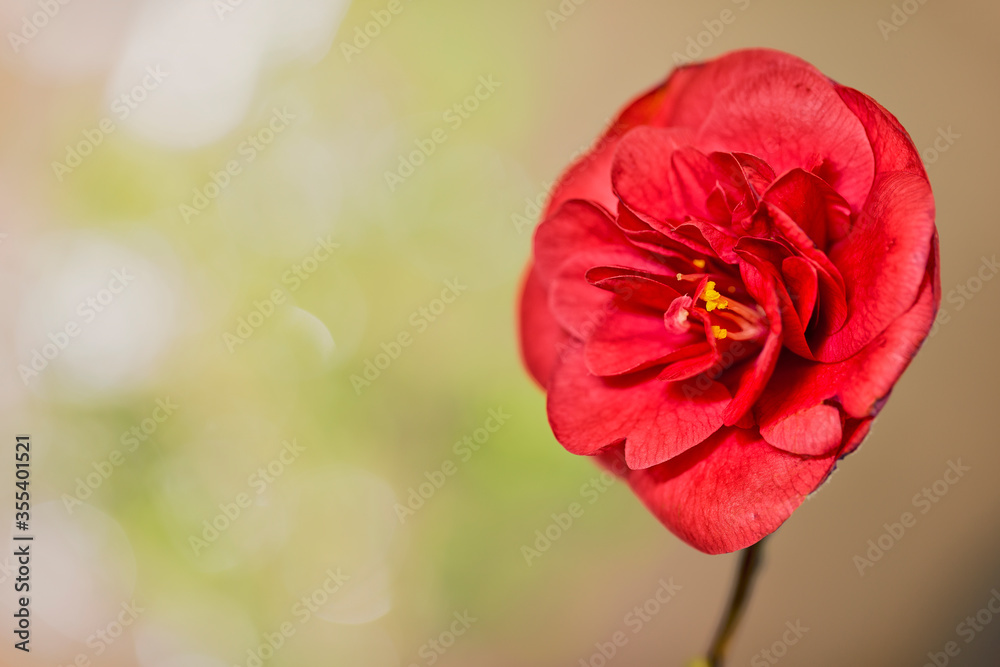 Red blooming Camellia (Theaceae) flower with a bokeh background. Red blooming Camellia (Theaceae) flower with a bokeh background.