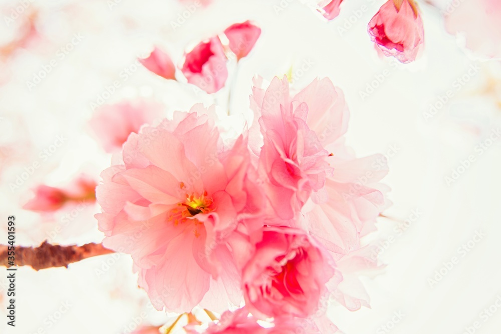 Sakura Flower or Cherry Blossom close up photo. Beautiful spring flowers. A lot of blooming pink flowers on cherry tree branches. Uzhgorod sakura. Sakura Flower or Cherry Blossom close up photo. Beautiful spring flowers. A lot of blooming pink flowers on cherry tree branches. Uzhgorod sakura.