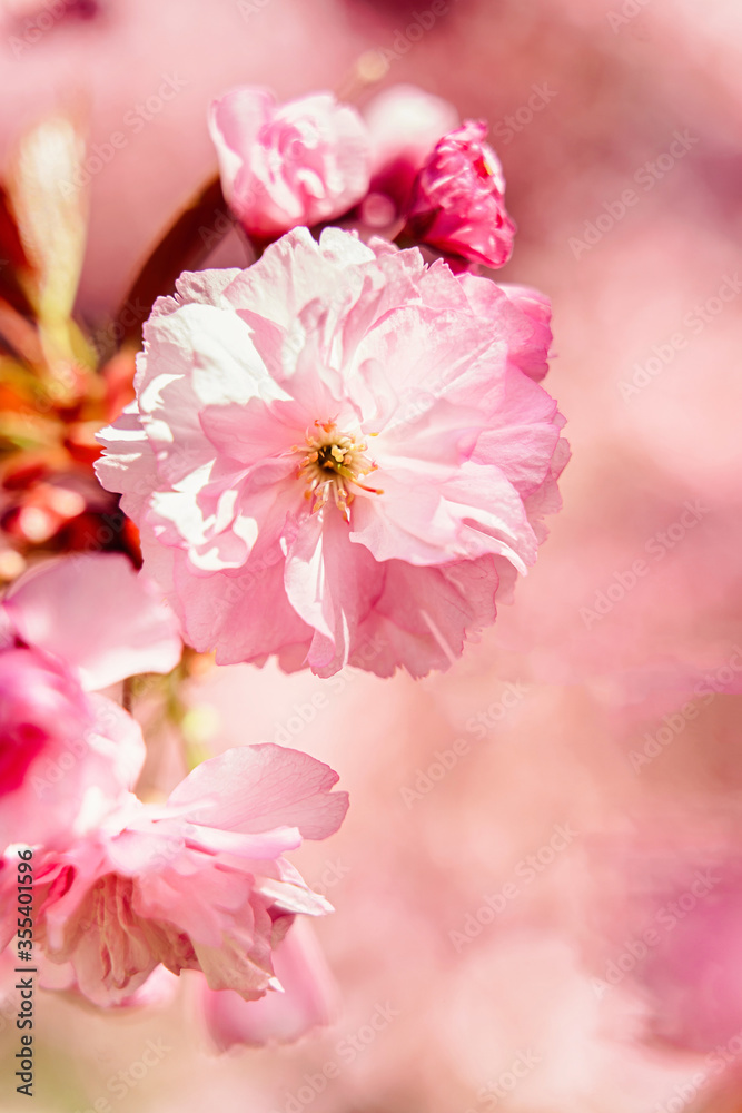 Sakura Flower or Cherry Blossom close up photo. Beautiful spring flowers. A lot of blooming pink flowers on cherry tree branches. Uzhgorod sakura. Sakura Flower or Cherry Blossom close up photo. Beautiful spring flowers. A lot of blooming pink flowers on cherry tree branches. Uzhgorod sakura.