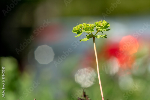 Small and delicate green flower with a colorful bokeh background in a bright spring or summer day