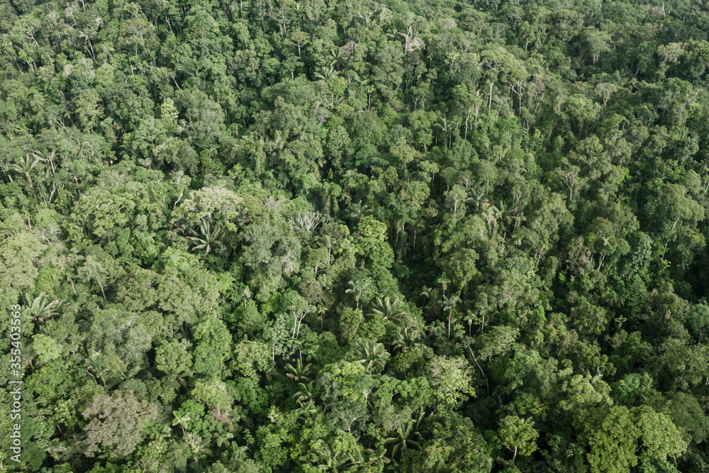 green background, tree tops in the amazon, aerial view