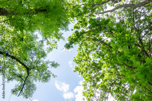 Canopy of leaves from trees on a sunny day