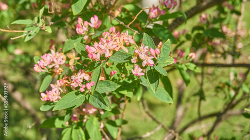 The pink flowers with green leaves, spring, Sweden 