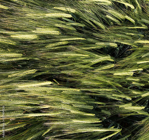 Green barley field shoot from drone photo