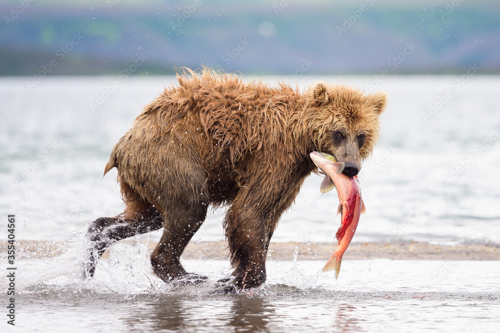 Ruling the landscape, brown bears of Kamchatka (Ursus arctos beringianus) Ruling the landscape, brown bears of Kamchatka (Ursus arctos beringianus)