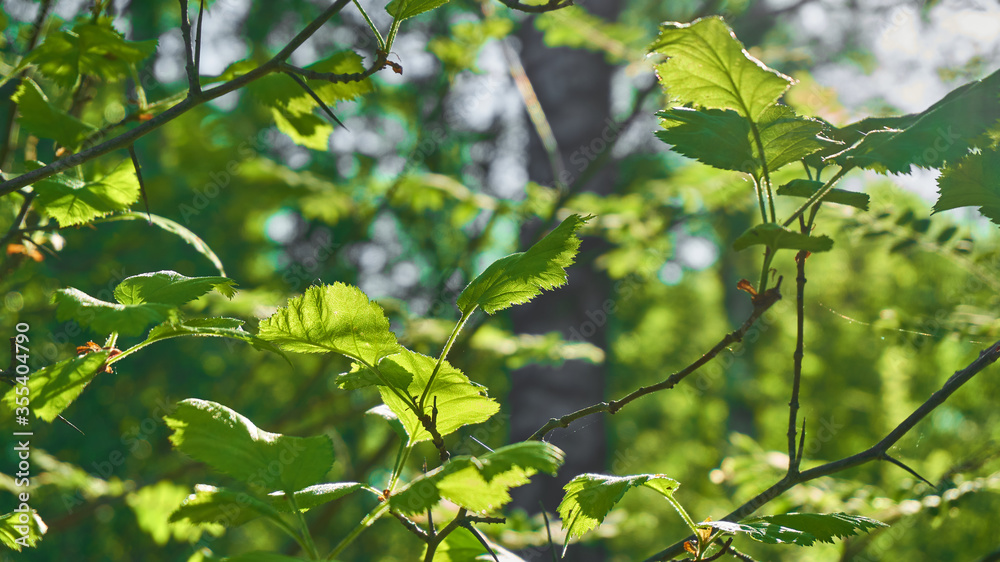 The leaves in sunlight, forest in Sweden. The leaves in sunlight, forest in Sweden.
