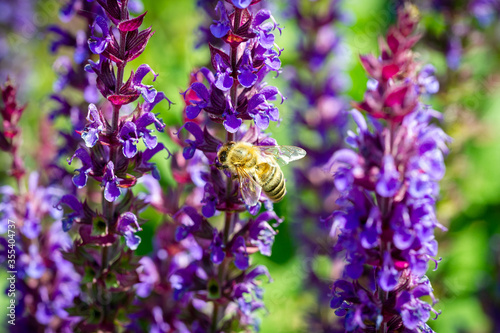 Biene im heimischen Garten
