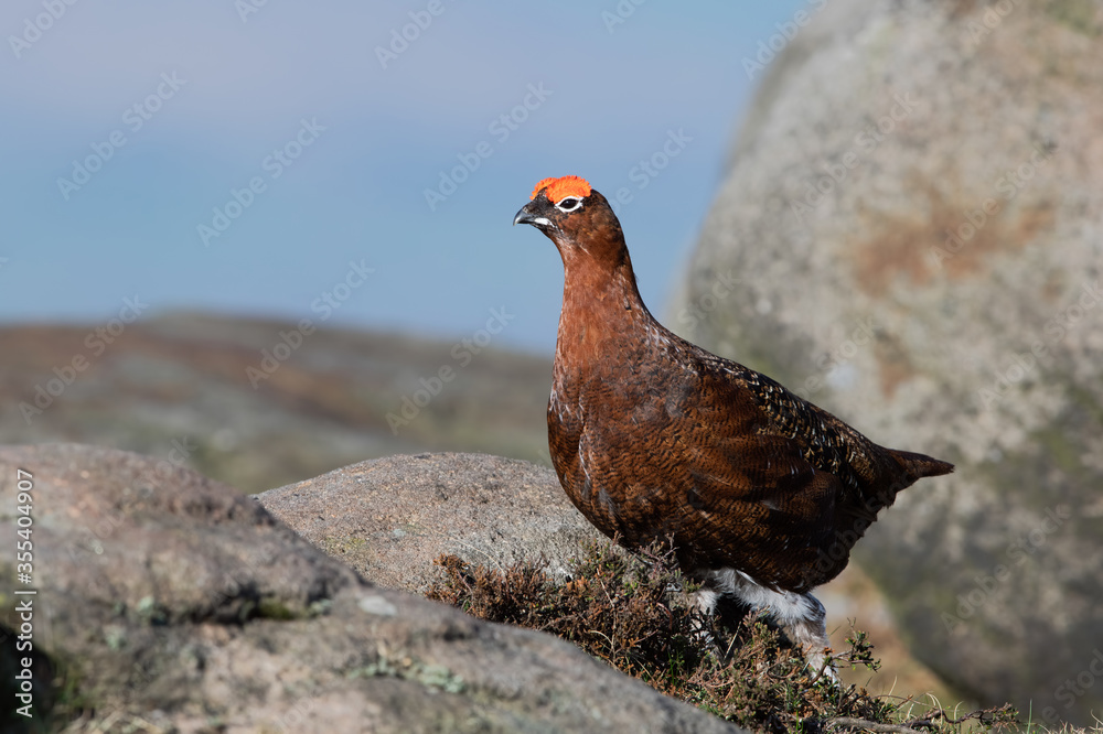 Red Grouse (Lagopus lagopus scotica) in the heather moorland of the Peak District Red Grouse (Lagopus lagopus scotica) in the heather moorland of the Peak District