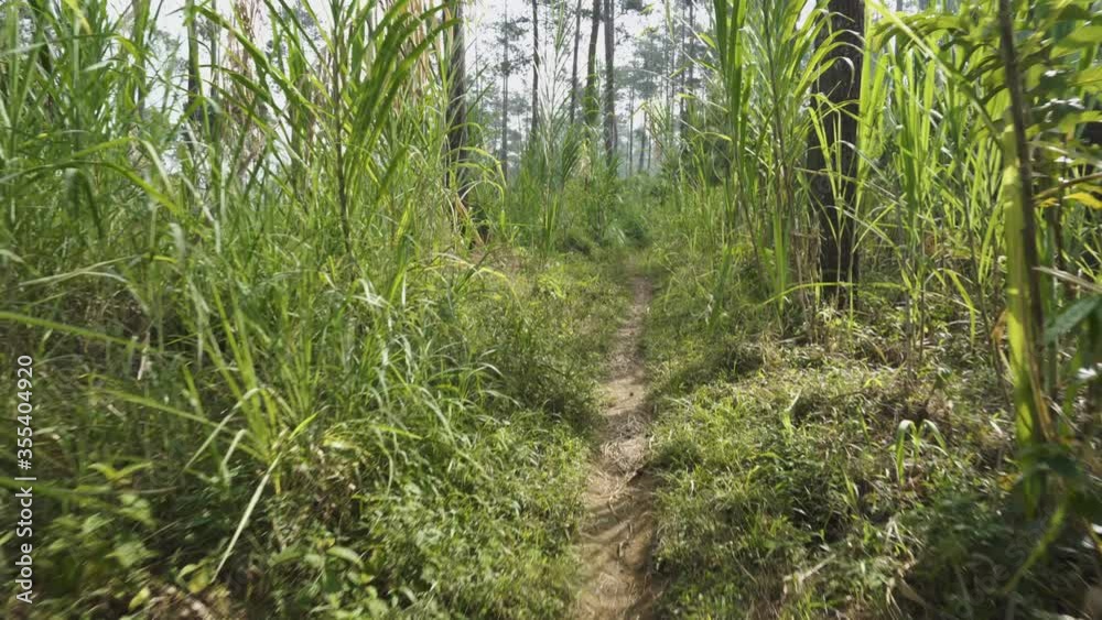 POV of walking on a footpath in a forest. steadycam shot. dolly in movement POV of walking on a footpath in a forest. steadycam shot. dolly in movement