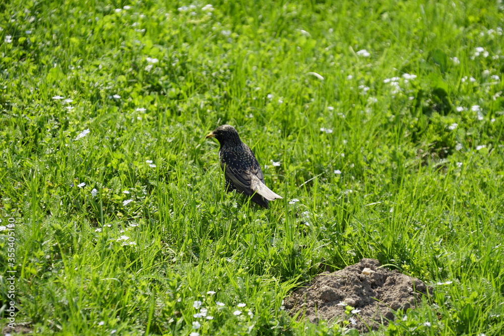Fototapeta premium Black little bird in green grass. Spring time, sunny day