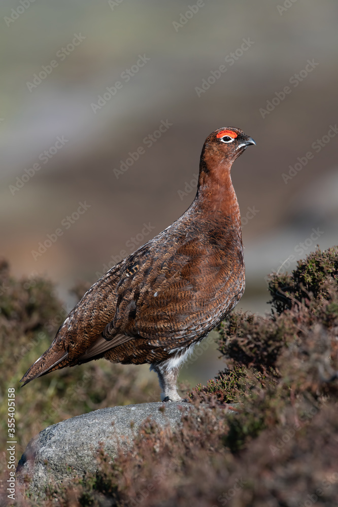 Red Grouse (Lagopus lagopus scotica) in the heather moorland of the Peak District Red Grouse (Lagopus lagopus scotica) in the heather moorland of the Peak District