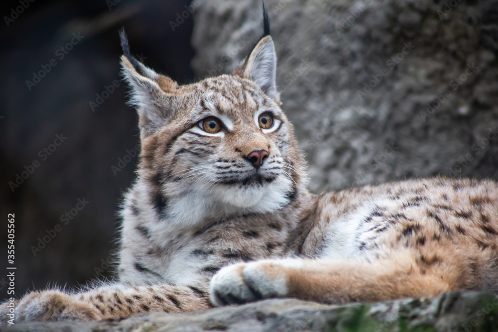 Fototapeta premium Lynx 