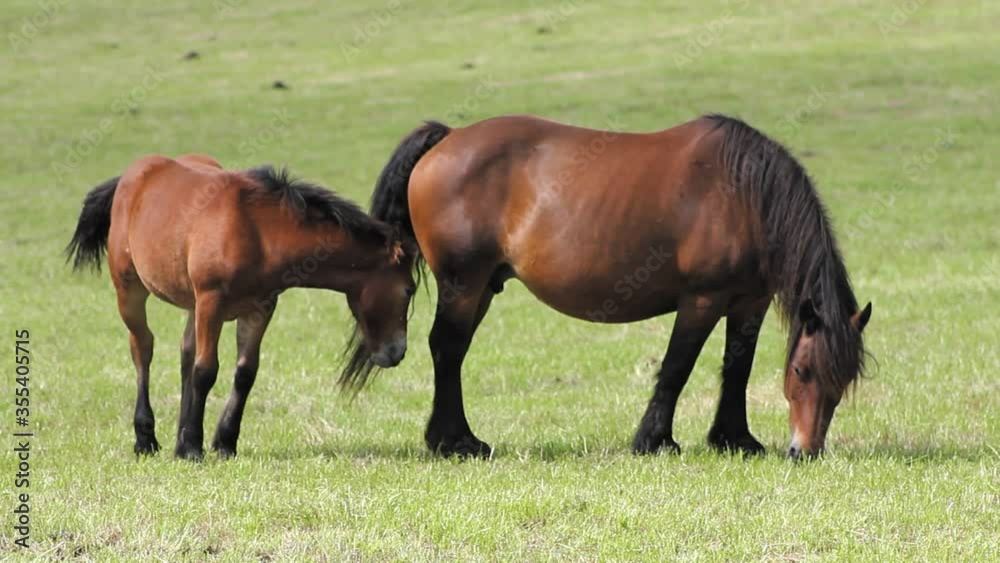 Mare and foal grazing in lush green meadow. Horses for meat consumption. Mare and foal grazing in lush green meadow. Horses for meat consumption.