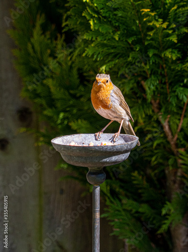 Robin Redbrest on Brass Feeder in Garden in Spring photo