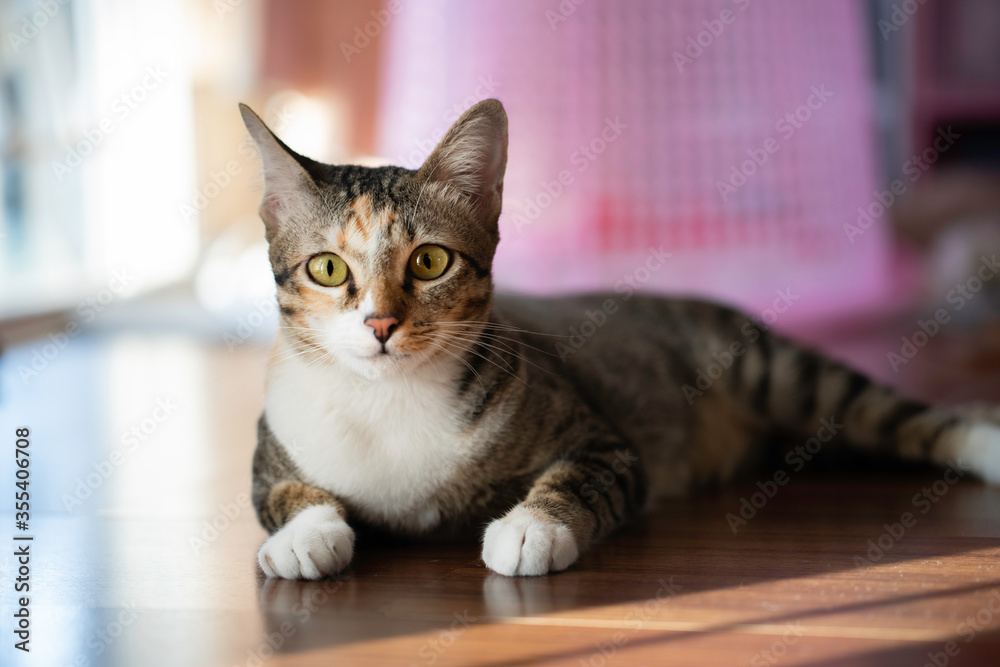 Cat lying on wood floor look toward camera