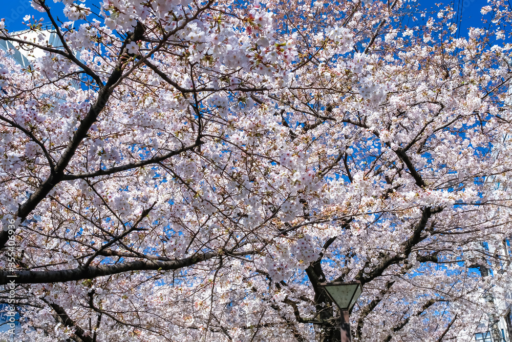 Fototapeta premium 東京 中目黒の桜