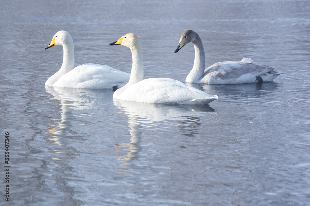 White swans swimming in the nonfreezing winter lake White swans swimming in the nonfreezing winter lake