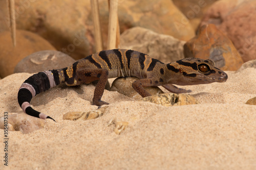 Chinese Tiger Gecko (Goniurosaurus araneus) in rocky desert scene