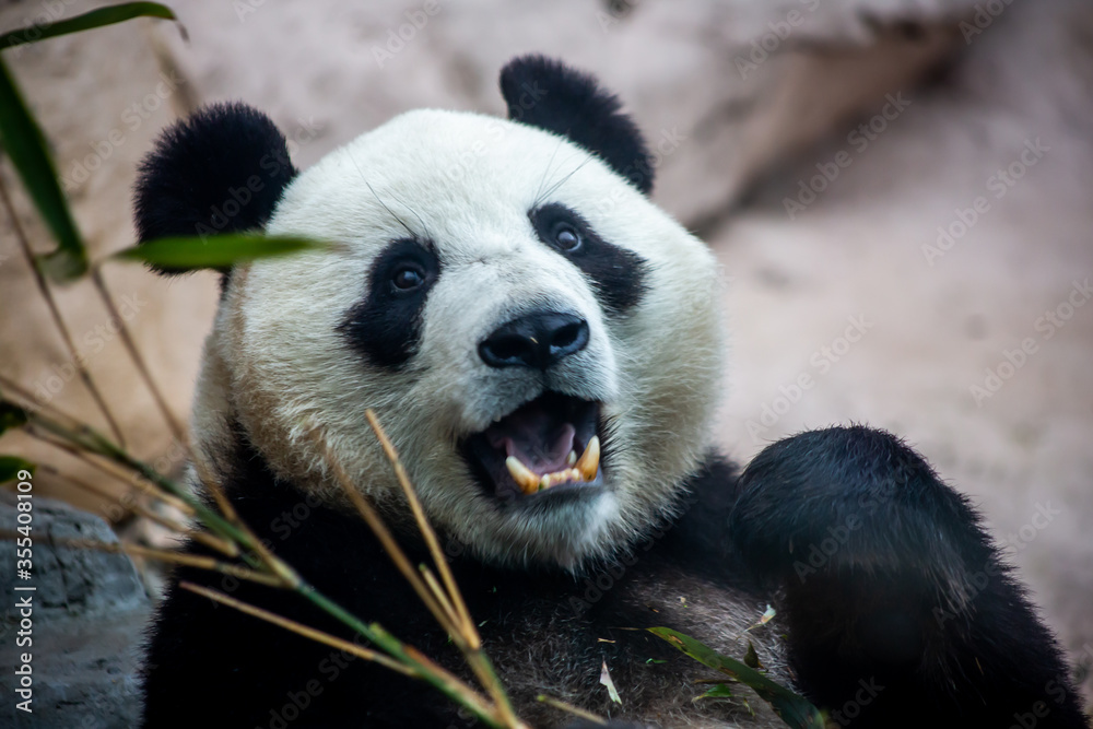 Obraz premium Giant panda, bear panda eating bamboo sitting in the grass 