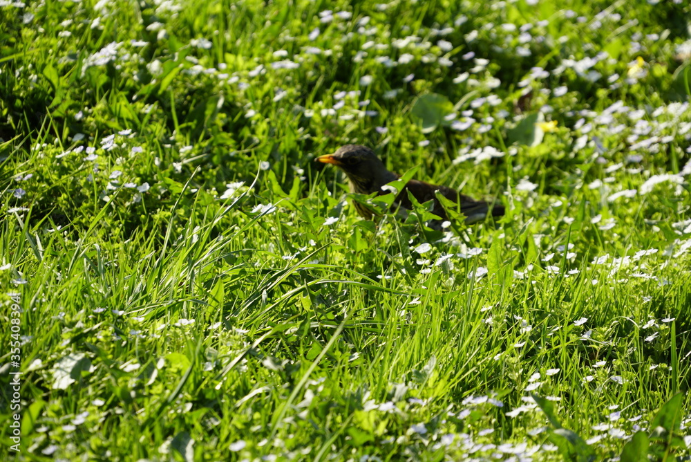 Black little bird in green grass. Spring time, sunny day Black little bird in green grass. Spring time, sunny day