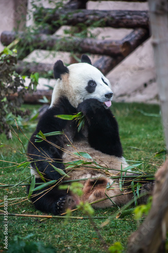 Fototapeta Naklejka Na Ścianę i Meble -  Giant panda, bear panda eating bamboo sitting in the grass 