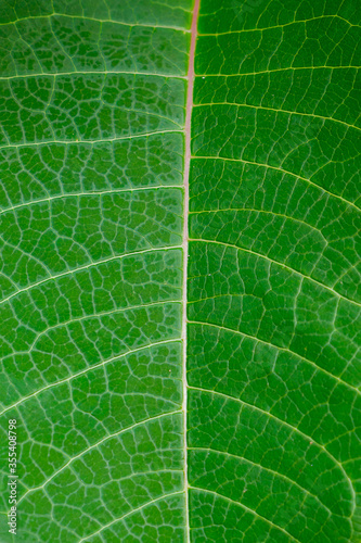 Line on leaf.