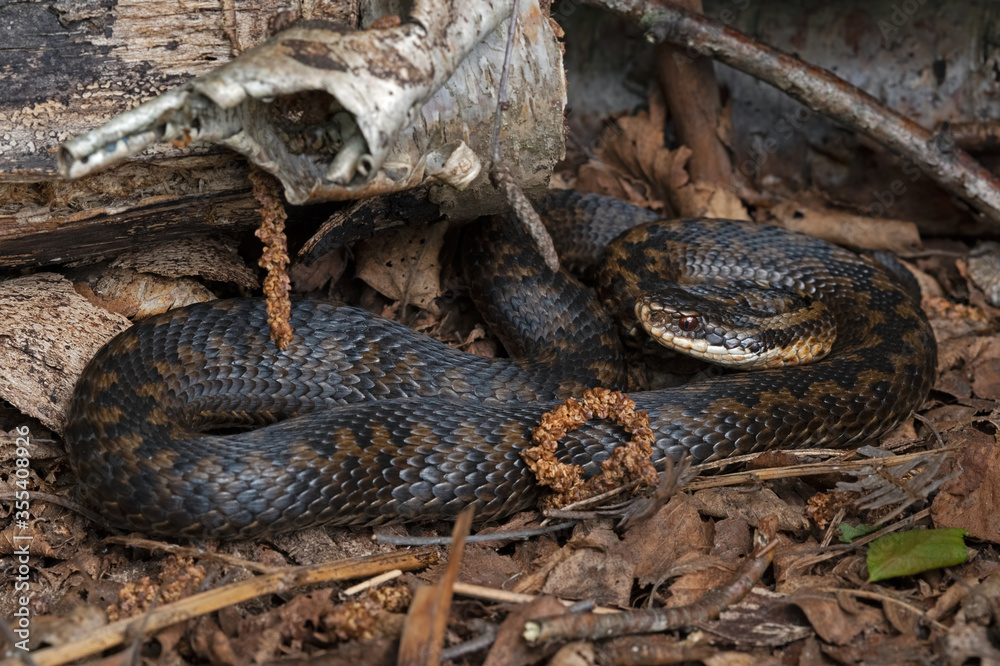 Fototapeta premium Adder (Vipera berus) basking after emerging from hibernation in the spring