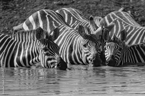 black and white close up of zebras drinking in the Masai Mara