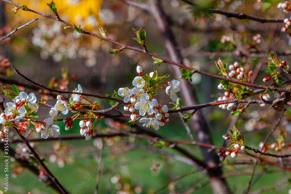 Beautiful blooming apricot tree branches with white flowers growing in a garden. Spring nature background.

