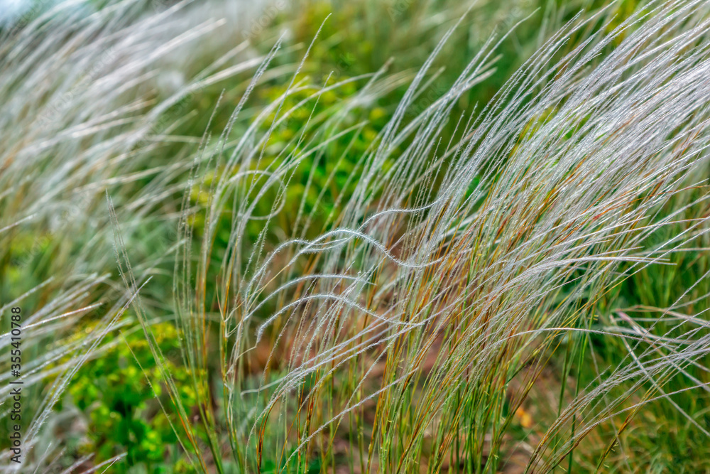 Close-up feather grass or needle grass, growing on the meadow in a forest. Spring nature. Close-up feather grass or needle grass, growing on the meadow in a forest. Spring nature.