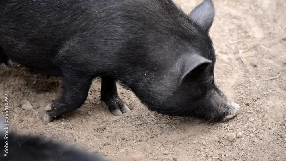 farmer black pig in the farmyard digs sand farmer black pig in the farmyard digs sand