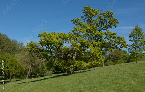 Green Foliage of a Deciduous Pedunculate, Common or English Oak Tree (Quercus robur) Growing in a Field in Rural Devon, England, UK