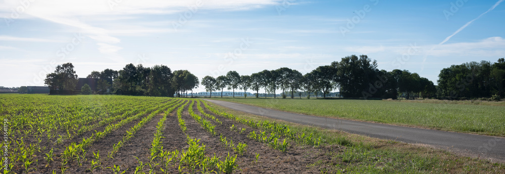 corn field in achterhoek near doetinchem in the netherlands