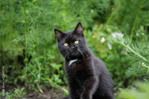 Smart look of a black cat