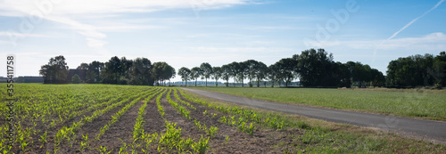 Fototapeta Naklejka Na Ścianę i Meble -  corn field in achterhoek near doetinchem in the netherlands