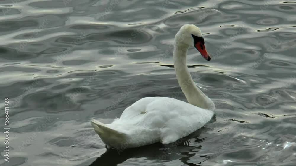 White Swan swims in the water and dives, looking for food on the bottom. White Swan swims in the water and dives, looking for food on the bottom.