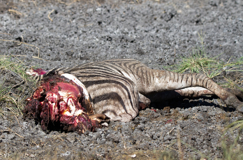 Zebra carcass abandoned half eaten by lion pride in Kruger Park