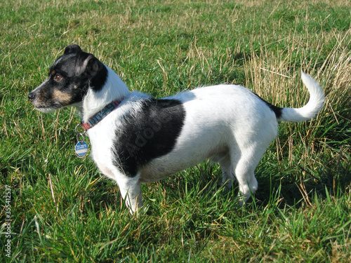 Hund