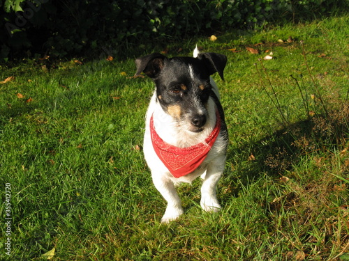 Hund