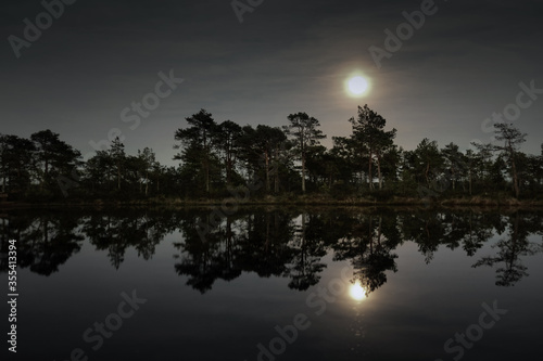 moonlit night in the swamp