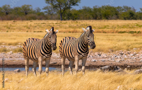 Wild african animals. African Mountain Zebras standing in grassland. Etosha National Park.