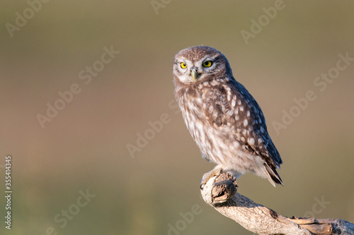 The Little Owl Athene noctua, a young owl sits on a stick in a beautiful light