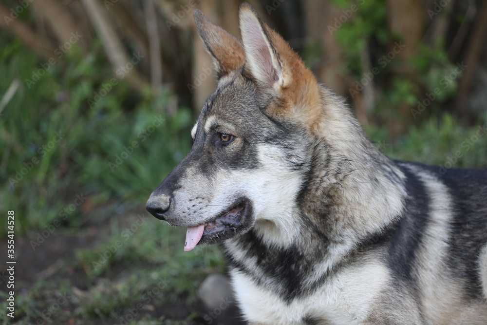 portrait tschechischer Wolfshund mit nachdenklichem Blick