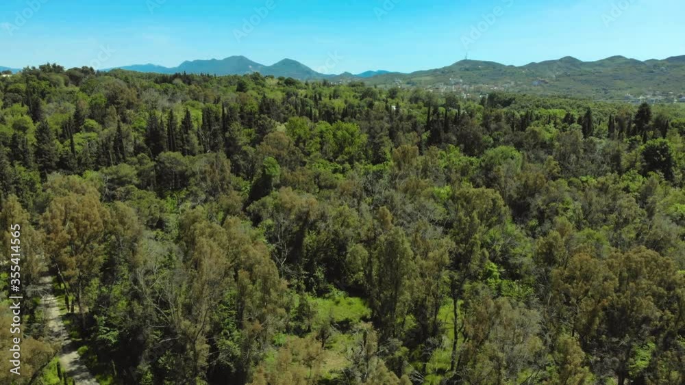 Green trees of dense forest of different kind flora park on a sunny day with bright blue sky Green trees of dense forest of different kind flora park on a sunny day with bright blue sky